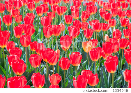 鬱金香領域 鬱金香領域 1354946