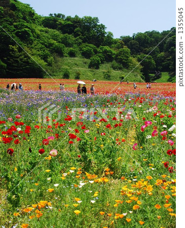 kurihama flower park, poppy, thicket 1355045