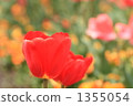 鬱金香 1355054