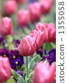 鬱金香 1355058