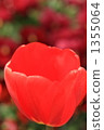 鬱金香 1355064