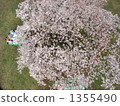 我從正上方拍攝了武藏野中央公園的櫻花照片。 1355490