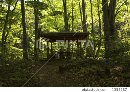Aomori Shirakami mountain beech wild forest 1355587