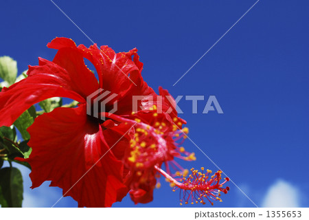 Hibiscus and the blue sky of Okinawa 1355653