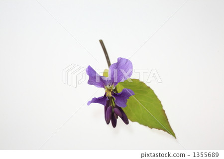 花蘿蔔 花蘿蔔 1355689