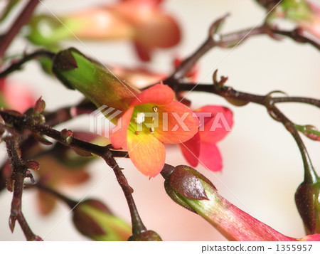 Kalanchoe Mirabella 1355957