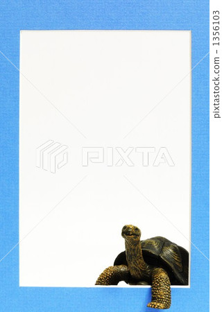 額頭龜 1356103
