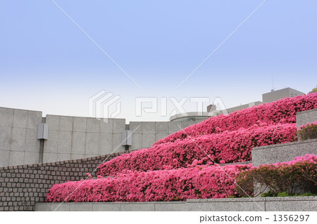 杜鵑花久留米杜鵑花 杜鵑花久留米杜鵑花 1356297
