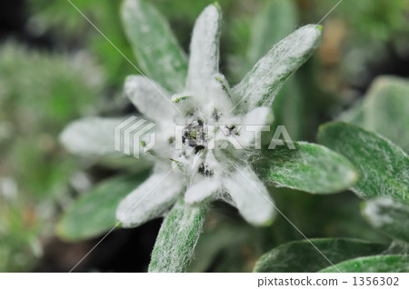 火絨草 高山植物 多年草 1356302