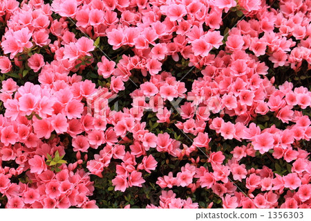 杜鵑花久留米杜鵑花 1356303