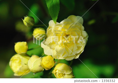 木香花 野木香 乾淨 1356332