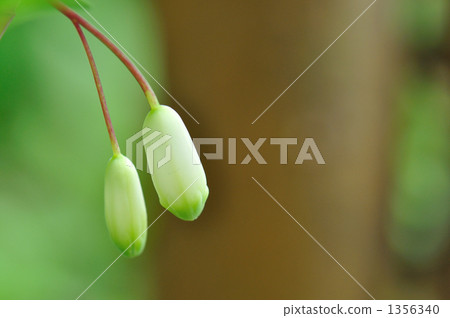 White Flower, white blossom, polygonatum odoratum 1356340