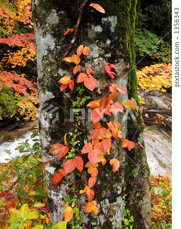 Colors beech Colors beech 1356343