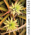 Fresh pineapple 1356428