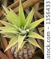 Fresh pineapple 2 1356433