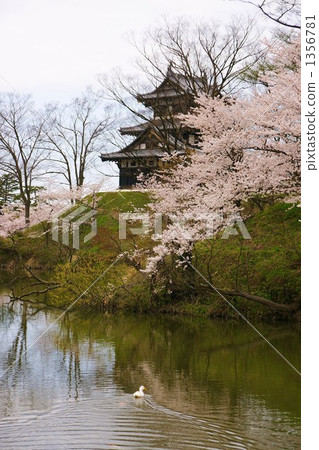 Cherry blossoms at Takada Park 1356781