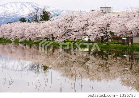 Cherry blossoms at Takada Park 1356783