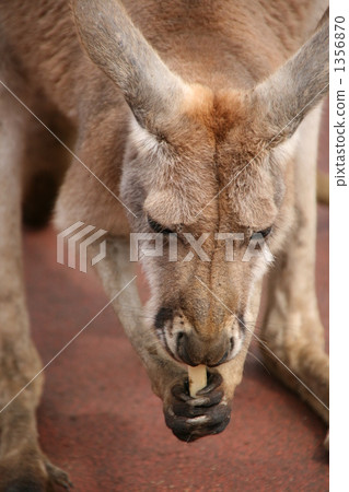 紅袋鼠 袋鼠 有袋類動物 1356870