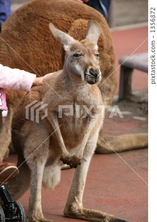 red kangaroo, kangaroo, kangaroos 1356872