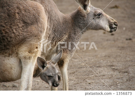 red kangaroo, kangaroo, kangaroos 1356873