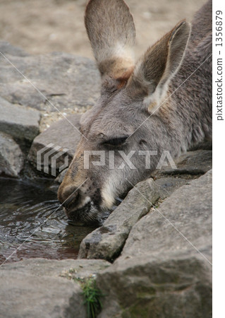 red kangaroo, kangaroo, kangaroos 1356879