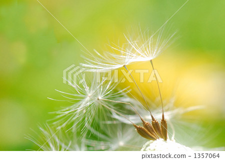 Dandelion departure, parachute, seeds 1357064