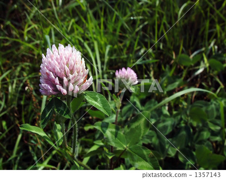 Red clover 1357143