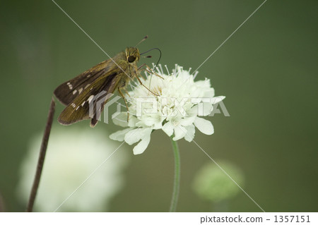 麻蝴蝶　 1357151