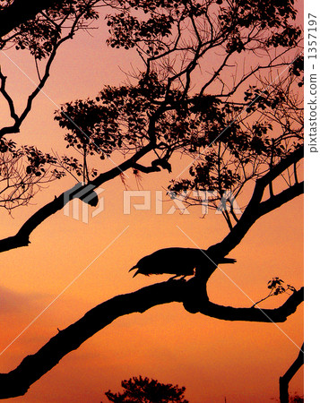 Crow's silhouette 1357197