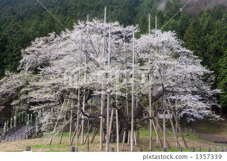 淡櫻桃樹 1357339