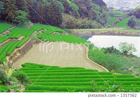 ureshino, terraced, tea plantations 1357362