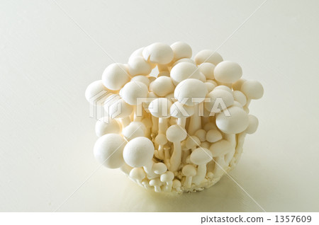 褐色櫸木香菇 羊肚菌 蘑菇 1357609