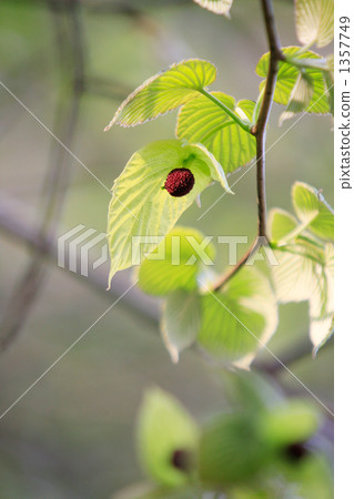 Flower bud and bract of handkerchiefs 1357749