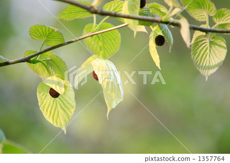 Flower bud and bract of handkerchiefs 1357764