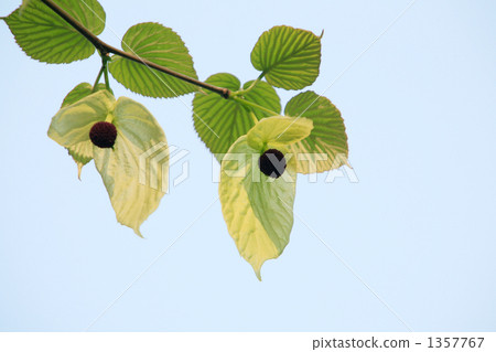 Flower bud and bract of handkerchiefs 1357767