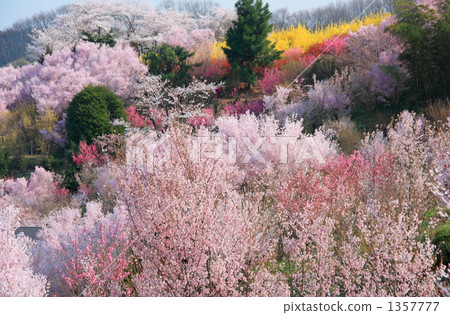 Hanamiyama山在春天 1357777