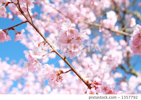 高藤城跡公園的櫻花 1357792