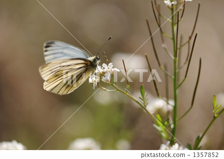 在稻田中休息〜條紋生長的白鮭〜 1357852