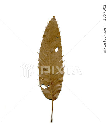 Kuki的葉子（桌子） 1357902