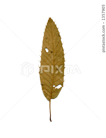 Knukgi的推葉（背面） 1357905