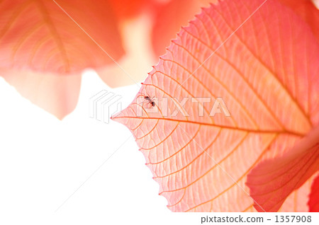 紅葉和工作螞蟻。 1357908