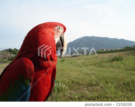 Green–winged Macaw, Red–and–green  Macaw, avian 1358208