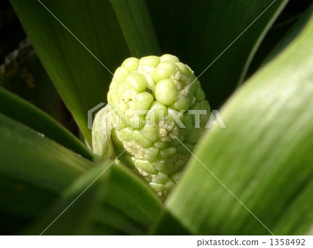 綠葉 嫩葉 植物 1358492