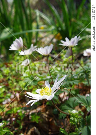 銀蓮花 菊咲一華（毛茛科 花朵 1358734