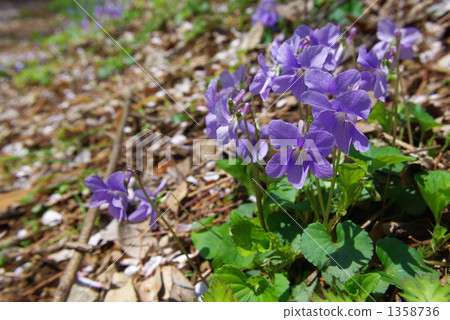 viola grypoceras, violet, violets 1358736