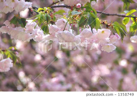 Cerasus ×lannesiana, double-flowered cherry tree, spring 1358749