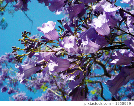 Spring Australian Style Poetry Jacaranda Flower 1358959