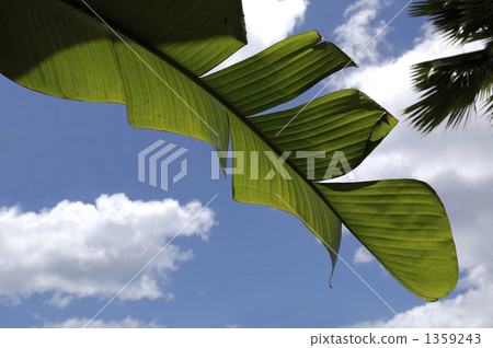 Banana leaf　 1359243