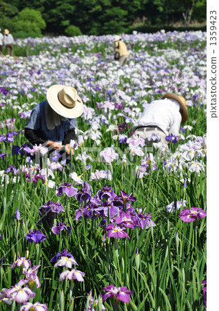 Beppu iris garden 1359423