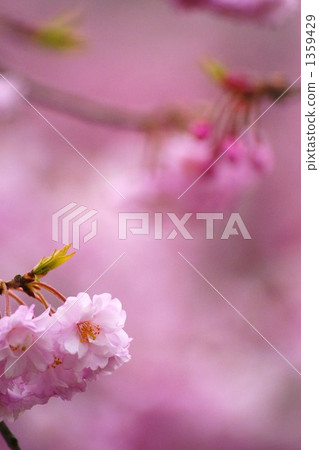 Momoko's double cherry tree 1359429